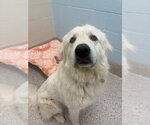 Small Great Pyrenees