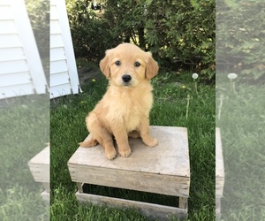 Golden Retriever Puppy for sale in GOSHEN, IN, USA