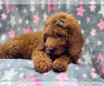 Small Photo #6 Miniature Labradoodle Puppy For Sale in LAKELAND, FL, USA