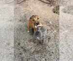 Small #3 American Pit Bull Terrier Mix