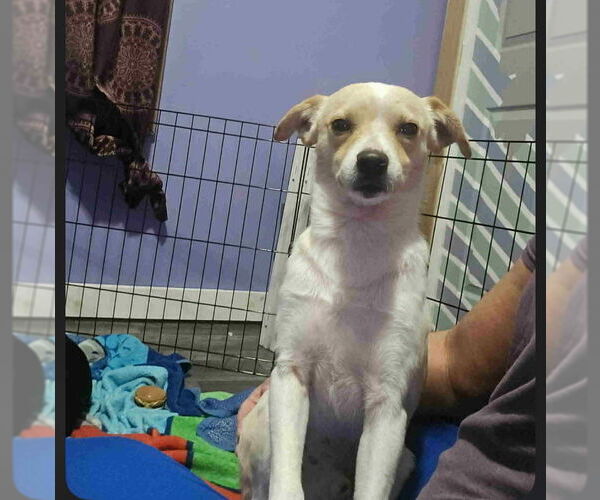 Medium Photo #6 Chihuahua-Unknown Mix Puppy For Sale in Aurora, IN, USA