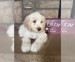Small Photo #5 Portuguese Water Dog Puppy For Sale in SWARTZ CREEK, MI, USA