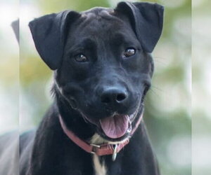 Mutt Dogs for adoption in Rockaway, NJ, USA