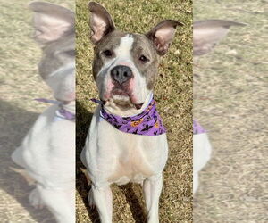 American Pit Bull Terrier Dogs for adoption in Great Bend, KS, USA