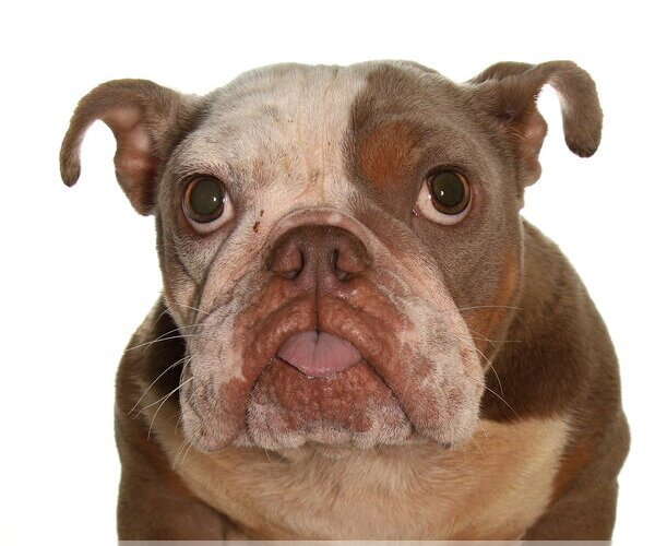 Medium Photo #5 French Bulldog-Unknown Mix Puppy For Sale in Oakland Park, FL, USA