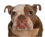 Small Photo #5 French Bulldog-Unknown Mix Puppy For Sale in Oakland Park, FL, USA