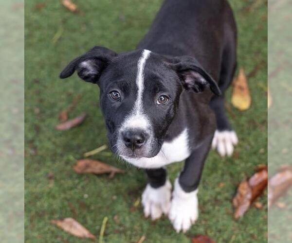 Medium Photo #6 Labrador Retriever-Unknown Mix Puppy For Sale in San Diego, CA, USA