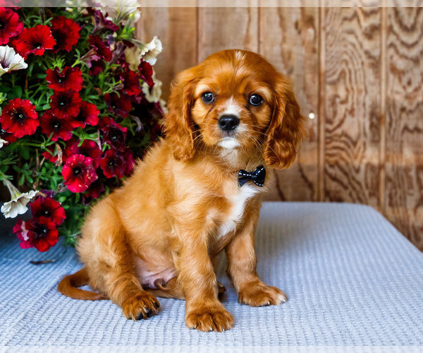 Medium Photo #15 Cavalier King Charles Spaniel Puppy For Sale in WAKARUSA, IN, USA
