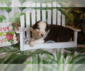 Australian Shepherd Puppy for sale in WESTFIELD, MA, USA