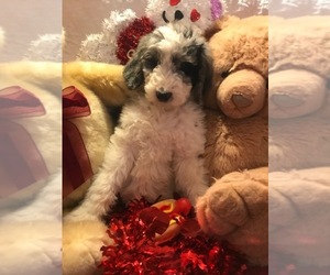 Labradoodle Puppy for sale in WILTON, CA, USA