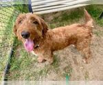 Small #1 Golden Retriever Mix