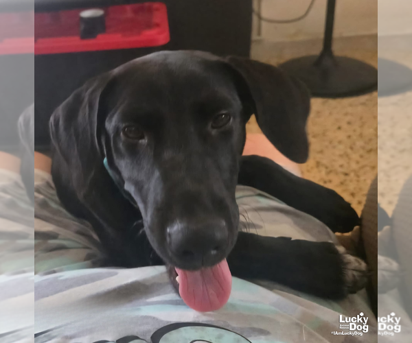 Medium Photo #3 Labrador Retriever-Unknown Mix Puppy For Sale in Washington, DC, USA