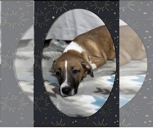 Mutt Dogs for adoption in Aurora, IN, USA