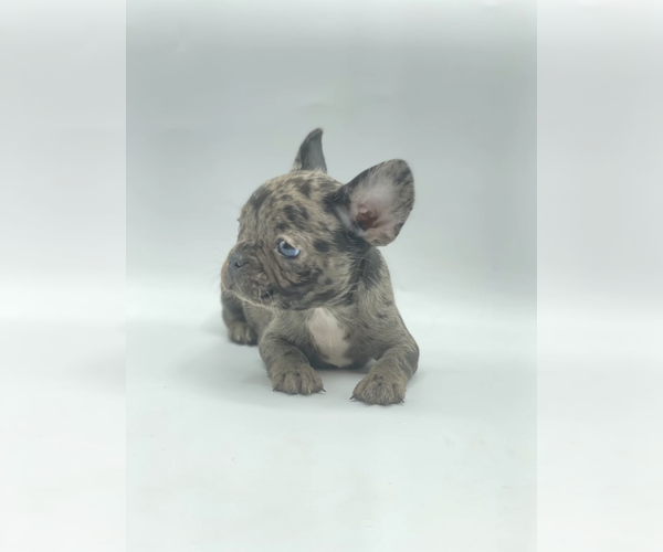 Medium Photo #3 French Bulldog Puppy For Sale in SANTA BARBARA, CA, USA