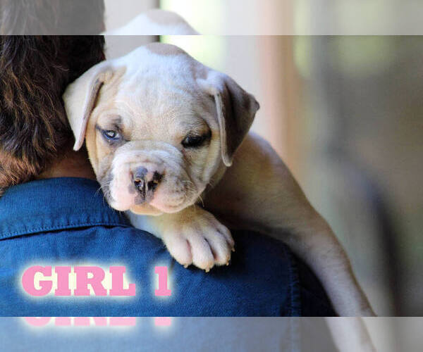 Medium Photo #12 American Bulldog Puppy For Sale in PARIS, TN, USA