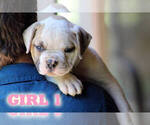 Small #11 American Bulldog