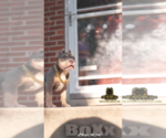 Small #2 American Bully