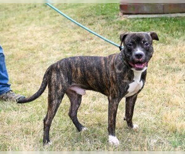 Medium Photo #2 Mutt Puppy For Sale in Glen Allen, VA, USA
