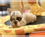 Small #9 French Bulldog