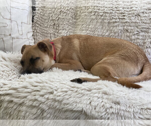 Medium Photo #14 Shug Puppy For Sale in Dumont, NJ, USA