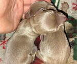 Small Photo #9 Dachshund Puppy For Sale in BON AQUA, TN, USA