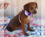 Small #1 Dachshund