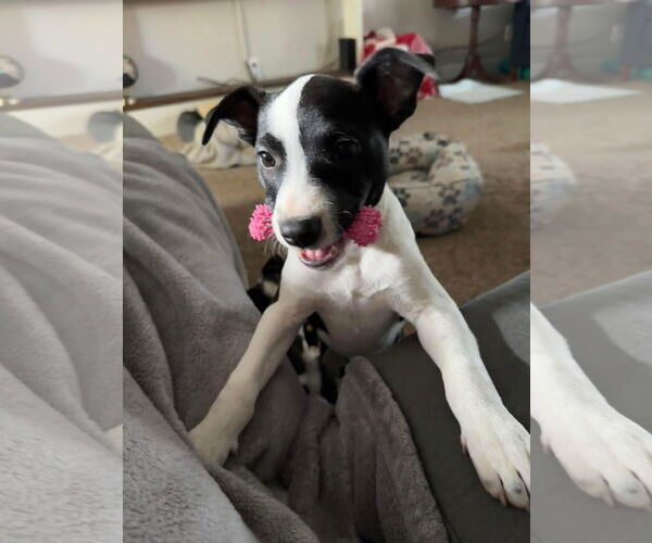 Medium Photo #2 Mutt Puppy For Sale in Germantown, OH, USA