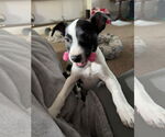Small #1 Mutt