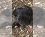 Small Photo #5 Aussiedoodle Puppy For Sale in FALKVILLE, AL, USA