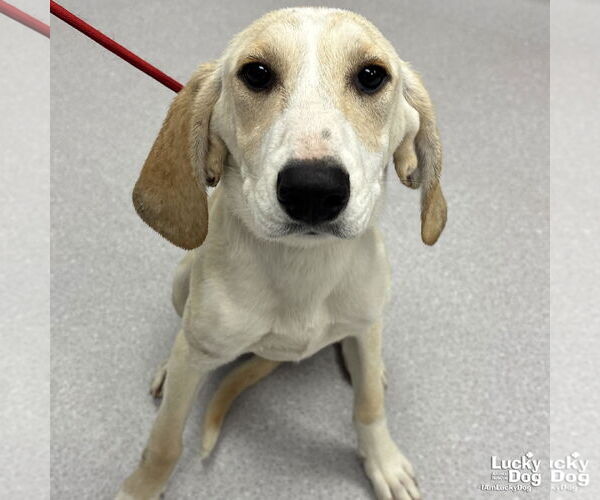 Medium Photo #1 Retriever -Unknown Mix Puppy For Sale in Washington, DC, USA