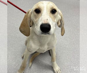 Retriever -Unknown Mix Dogs for adoption in Washington, DC, USA