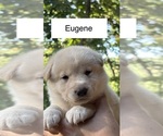 Puppy Eugene Shiba Inu
