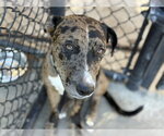PAC-MAN - Male Mutt Dog for Adoption - Small photo