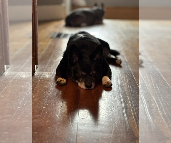 Medium Photo #2 Boston Terrier-Unknown Mix Puppy For Sale in Middlesex, VT, USA