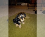 Puppy 2 Morkie-Poodle (Toy) Mix