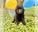 Small #2 Labradoodle