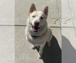 Small #1 Siberian Husky Mix