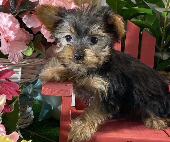 Medium Photo #4 Yorkshire Terrier Puppy For Sale in CANOGA, NY, USA