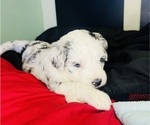 Small #8 Sheepadoodle