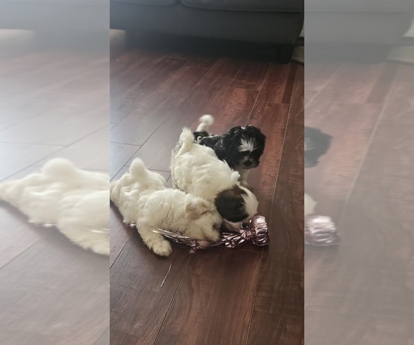 Medium Photo #6 Shih Tzu Puppy For Sale in HOUSTON, TX, USA