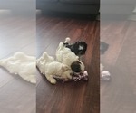 Small #5 Shih Tzu