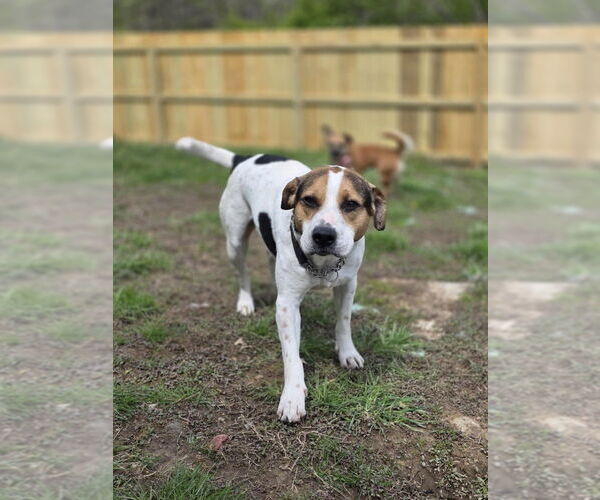 Medium Photo #5 American Pit Bull Terrier-Beagle Mix Puppy For Sale in Aurora, IN, USA