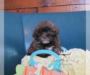 ShihPoo Puppy for sale in LE MARS, IA, USA