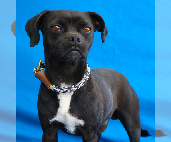 Medium Photo #1 Pug-Unknown Mix Puppy For Sale in Pasadena, CA, USA