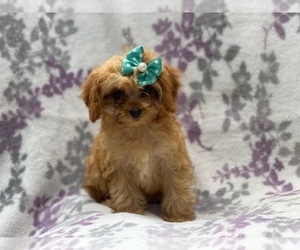 Cavapoo Puppy for sale in LAKELAND, FL, USA