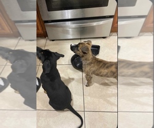 Rottweiler-Unknown Mix Puppy for sale in BALDWIN PARK, CA, USA