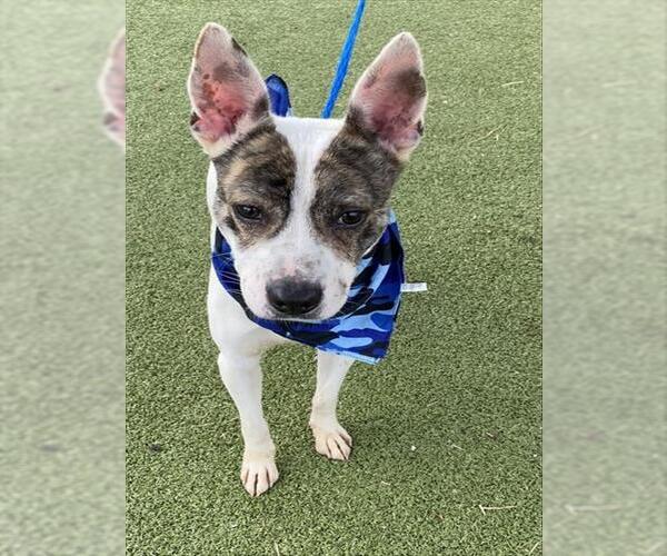 Medium Photo #2 American Pit Bull Terrier-Unknown Mix Puppy For Sale in Pasadena, TX, USA