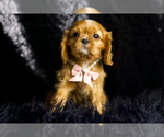 Small Photo #75 Cavalier King Charles Spaniel Puppy For Sale in WARSAW, IN, USA