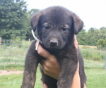 Small Photo #9 Shepradors Puppy For Sale in HARRISON, AR, USA