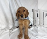 Small #2 Golden Retriever